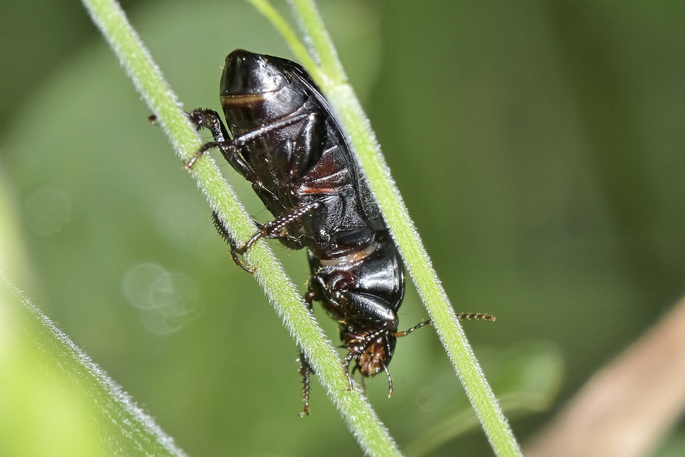 Carabidae: Harpalus sp? Sì, Harpalus serripes